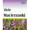 Flos Macierzanka Ziele 50G Wspiera Układ Pokarmowy